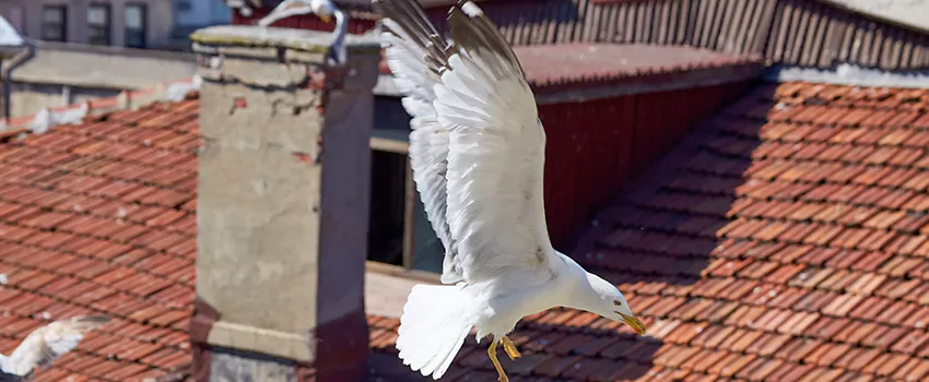 Residential Chimney Animal Removal Solution in North Babylon, NY