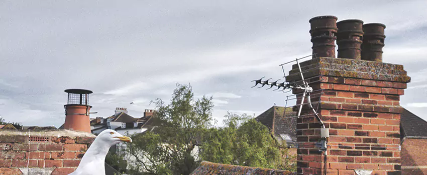 Chimney Cleaning And Restoration in North Babylon, New York